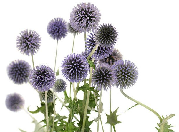 Echinops is part of the Hondro Sol Valgus tree