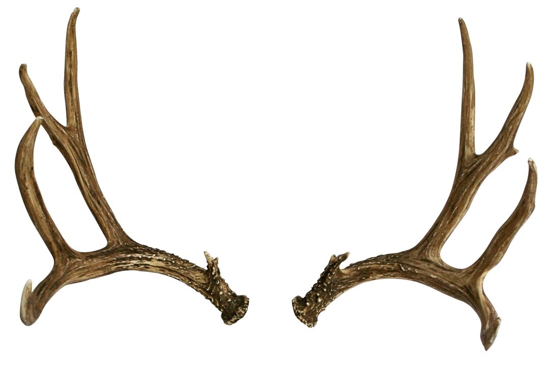 deer horn as part of the Hondro Sol Valgus line